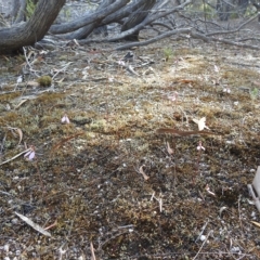 Eriochilus cucullatus at Coles Bay, TAS - 14 Mar 2023