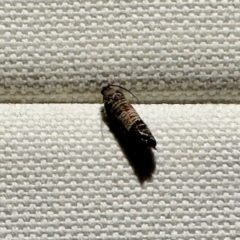 Cydia pomonella (Codling Moth) at GG182 - 13 Mar 2023 by KMcCue
