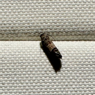 Cydia pomonella (Codling Moth) at Aranda, ACT - 13 Mar 2023 by KMcCue