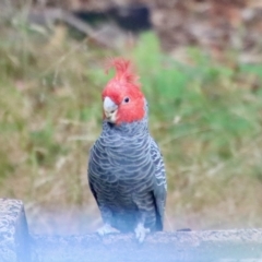 Callocephalon fimbriatum (Gang-gang Cockatoo) at Broulee Moruya Nature Observation Area - 13 Mar 2023 by LisaH