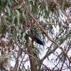 Callocephalon fimbriatum at Moruya, NSW - 13 Mar 2023