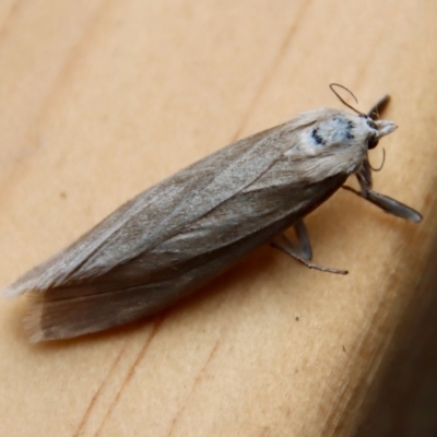 Unidentified Moth (Lepidoptera) at Moruya, NSW - 13 Mar 2023 by LisaH