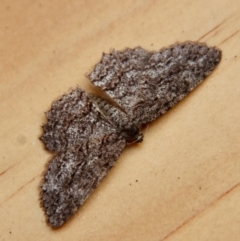 Unidentified Geometer moth (Geometridae) at Moruya, NSW - 13 Mar 2023 by LisaH