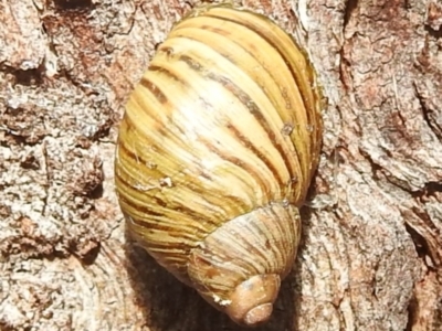 Bothriembryon tasmanicus (Tasmanian Tapered Snail) at Freycinet, TAS - 13 Mar 2023 by HelenCross