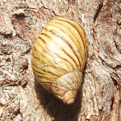 Bothriembryon tasmanicus (Tasmanian Tapered Snail) at Freycinet, TAS - 13 Mar 2023 by HelenCross