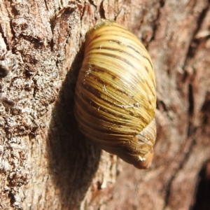 Bothriembryon tasmanicus at Freycinet, TAS - 13 Mar 2023