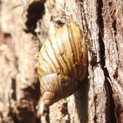 Bothriembryon tasmanicus at Freycinet, TAS - 13 Mar 2023 10:57 AM