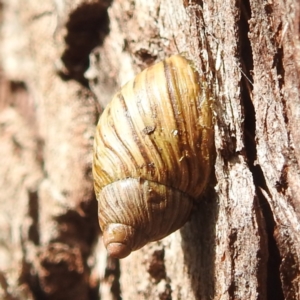 Bothriembryon tasmanicus at Freycinet, TAS - 13 Mar 2023 10:57 AM