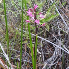 Dipodium roseum (Rosy Hyacinth Orchid) at Freycinet National Park - 13 Mar 2023 by HelenCross