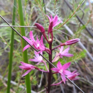 Dipodium roseum at Freycinet, TAS - 13 Mar 2023