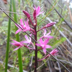 Dipodium roseum at Freycinet, TAS - 13 Mar 2023