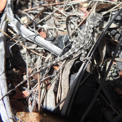 Rankinia diemensis (Mountain Dragon) at Freycinet National Park - 13 Mar 2023 by HelenCross