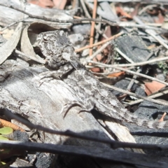 Rankinia diemensis at Freycinet, TAS - 13 Mar 2023