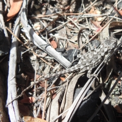Rankinia diemensis at Freycinet, TAS - 13 Mar 2023 12:49 PM