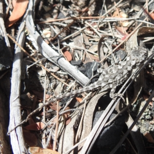 Rankinia diemensis at Freycinet, TAS - 13 Mar 2023 12:49 PM