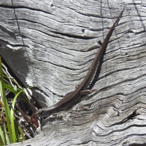 Liopholis whitii at Freycinet, TAS - 13 Mar 2023