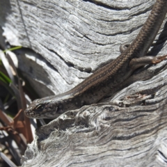 Liopholis whitii at Freycinet, TAS - 13 Mar 2023