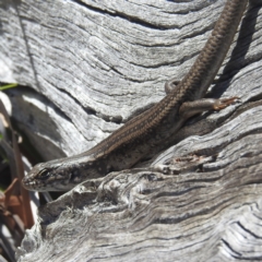 Liopholis whitii at Freycinet, TAS - 13 Mar 2023