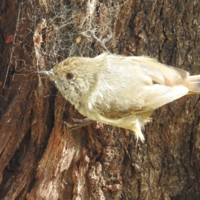 Acanthiza pusilla (Brown Thornbill) at Coles Bay, TAS - 13 Mar 2023 by HelenCross