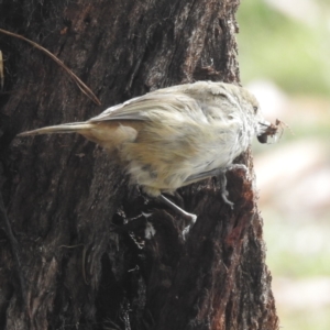 Acanthiza pusilla at Coles Bay, TAS - 13 Mar 2023