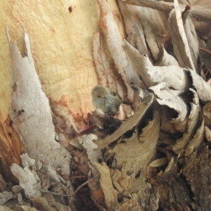 Acanthiza pusilla at Coles Bay, TAS - 13 Mar 2023