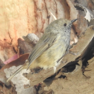 Acanthiza pusilla at Coles Bay, TAS - 13 Mar 2023