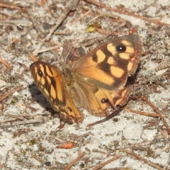 Unidentified Nymph (Nymphalidae) (TBC) at Coles Bay, TAS - 13 Mar 2023 by HelenCross