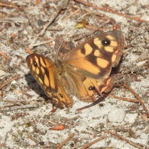 Unidentified Nymph (Nymphalidae) (TBC) at suppressed by HelenCross