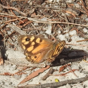 Geitoneura klugii at Coles Bay, TAS - 13 Mar 2023 04:34 PM