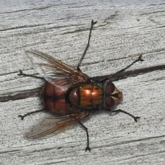 Unidentified Bristle Fly (Tachinidae) at Coles Bay, TAS - 13 Mar 2023 by HelenCross
