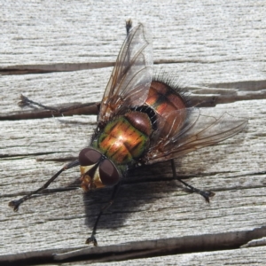 Rutilia sp. (genus) at Coles Bay, TAS - 13 Mar 2023 04:51 PM