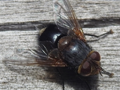 Eurygastropsis tasmaniae (A bristle fly) at Coles Bay, TAS - 13 Mar 2023 by HelenCross