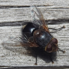 Unidentified True fly (Diptera) at Coles Bay, TAS - 13 Mar 2023 by HelenCross