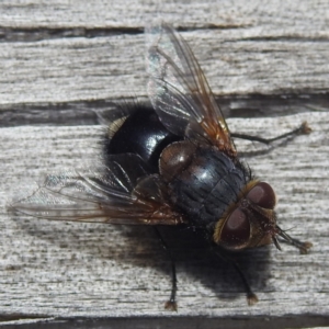 Unidentified True fly (Diptera) (TBC) at suppressed by HelenCross