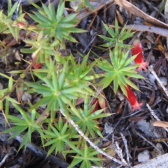 Astroloma humifusum (Cranberry Heath) at Coles Bay, TAS - 13 Mar 2023 by HelenCross