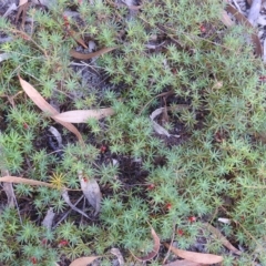 Styphelia humifusum at Coles Bay, TAS - 13 Mar 2023