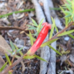 Styphelia humifusum at Coles Bay, TAS - 13 Mar 2023