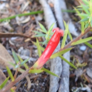 Styphelia humifusum at Coles Bay, TAS - 13 Mar 2023