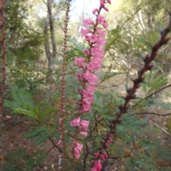 Epacris impressa (Common Heath) at Coles Bay, TAS - 13 Mar 2023 by HelenCross