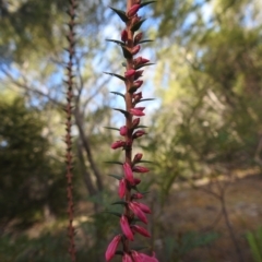 Epacris impressa at Coles Bay, TAS - 13 Mar 2023 05:06 PM