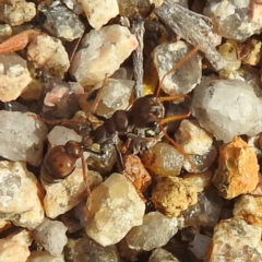 Myrmecia sp., pilosula-group (Jack jumper) at Coles Bay, TAS - 13 Mar 2023 by HelenCross