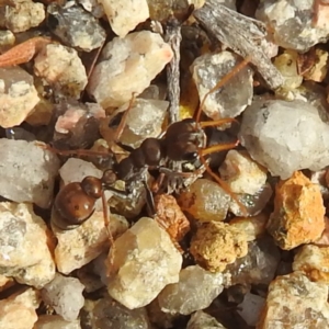 Myrmecia sp., pilosula-group at Coles Bay, TAS - 13 Mar 2023 05:09 PM