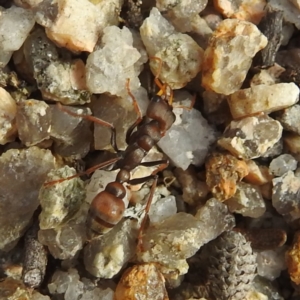 Myrmecia sp., pilosula-group at Coles Bay, TAS - 13 Mar 2023 05:09 PM