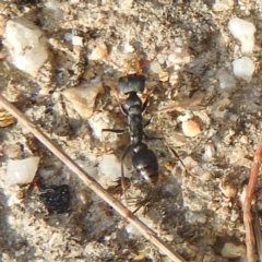 Myrmecia sp., pilosula-group at Coles Bay, TAS - 13 Mar 2023 05:09 PM