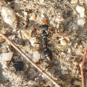 Myrmecia sp., pilosula-group at Coles Bay, TAS - 13 Mar 2023 05:09 PM