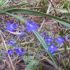 Lobelia sp. at Coles Bay, TAS - 13 Mar 2023