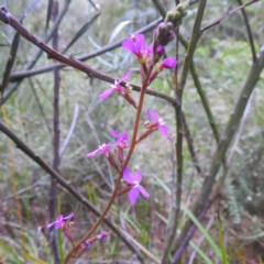 Stylidium (genus) (Trigger Plant) at Coles Bay, TAS - 13 Mar 2023 by HelenCross