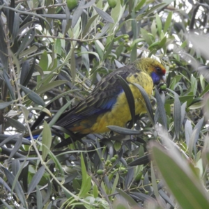 Platycercus caledonicus at Coles Bay, TAS - 13 Mar 2023