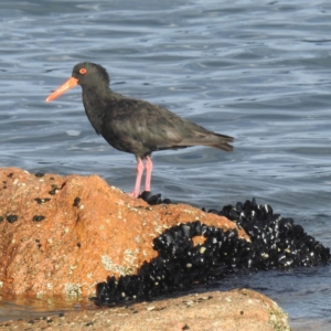 Haematopus fuliginosus at Coles Bay, TAS - 13 Mar 2023