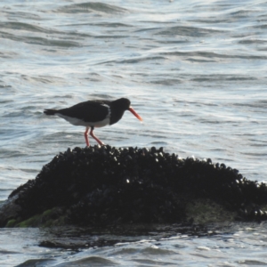 Haematopus longirostris at Coles Bay, TAS - suppressed